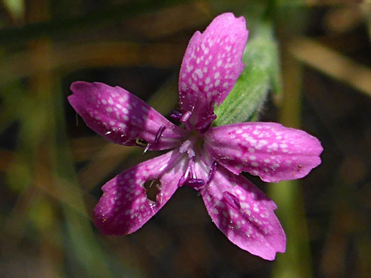 Pink flower