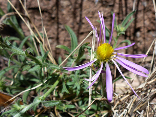 Fall False Tansy Aster