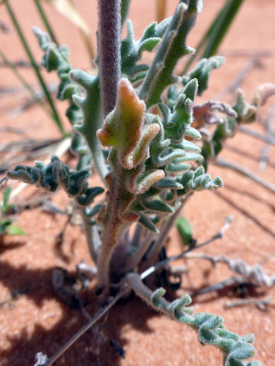 Thick, lobed leaves