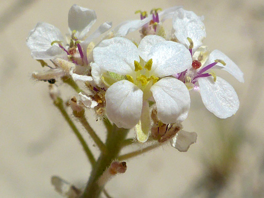 Flat-topped inflorescence