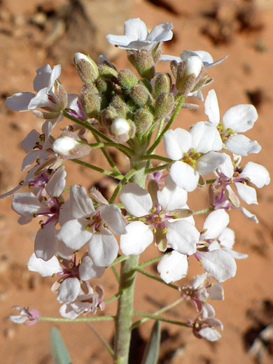 Cluster of flowers