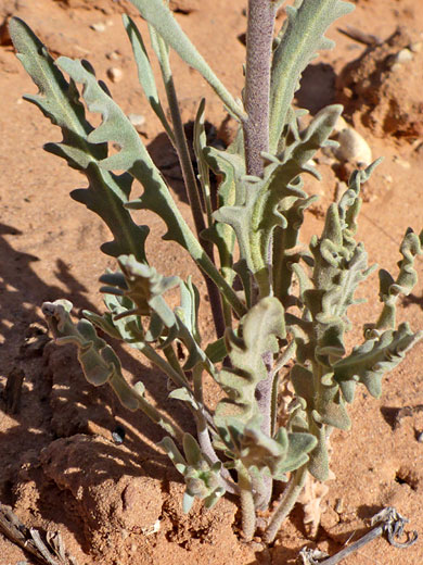 Lower stem leaves