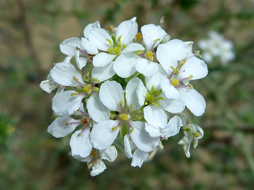 Spherical cluster