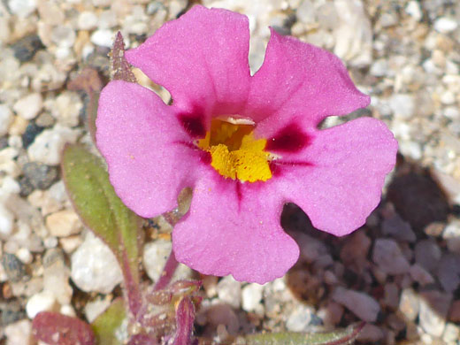 Yellow-centered pink flower