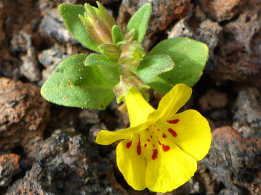 Leaves and flower