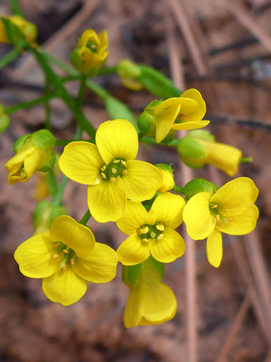 Cluster of flowers