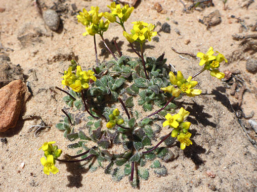 Plant on sand