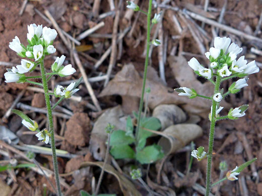 Wedgeleaf Draba