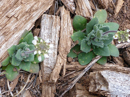 Two plants