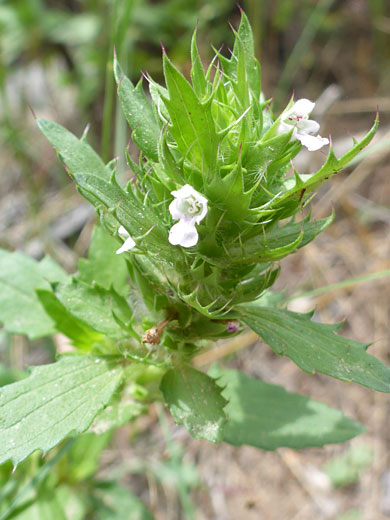 Flowers and spiny bracts