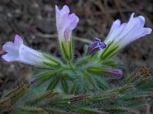 Violet Draperia; Violet draperia (draperia systyla), Sequoia National Park, California