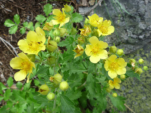 Flowers and buds