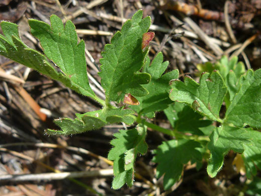 Compound leaves