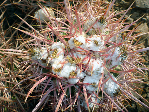 Withered flowers