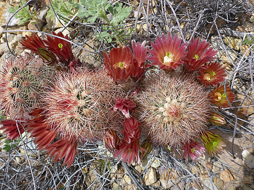 Red flowers of brown flowered cactus