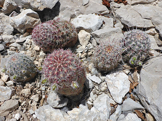 Five stems of green-flowered hedgehog cactus