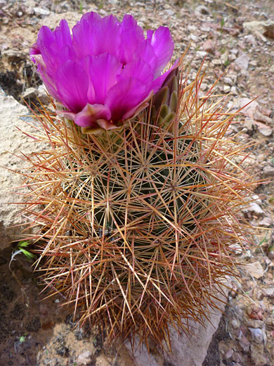 Orange spines of Johnson's pineapple cactus
