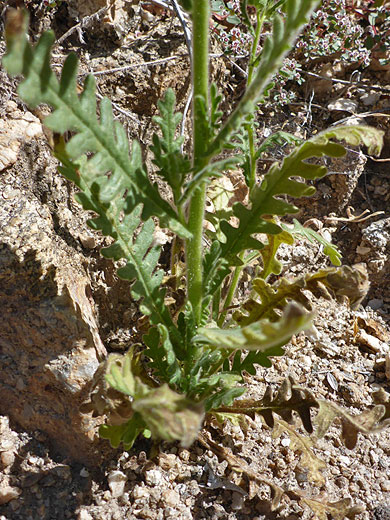 Lower stem leaves