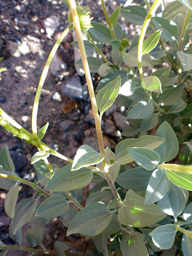 Acton Brittlebush 