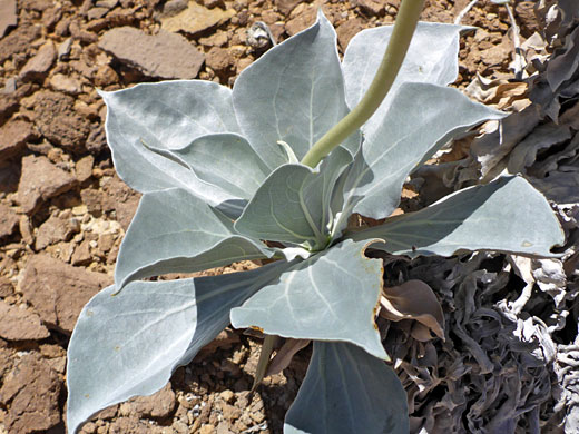 Silvery basal leaves