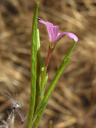 Slender stems