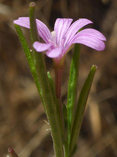 Corolla and hypanthium