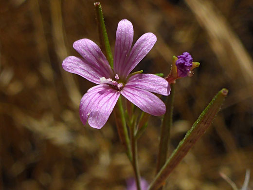 Divided petals