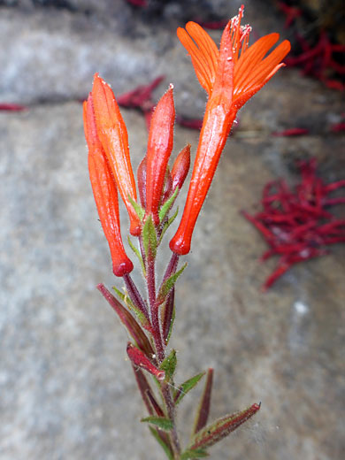 Inflorescence