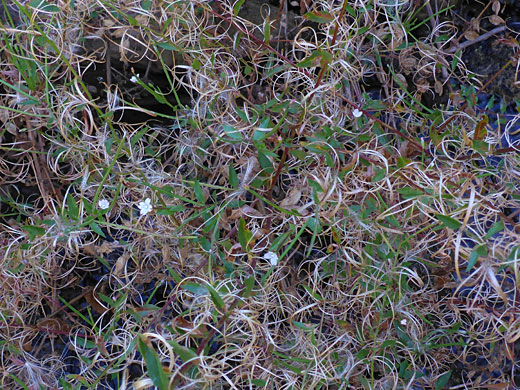 Leaves, seeds and flowers