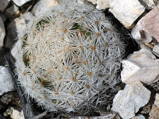 Young button cactus