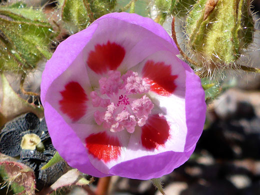 Cup-shaped flower