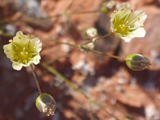 Mojave Sandwort; Mojave sandwort (eremogone macradenia var macradenia), Valley of Fire State Park, Nevada