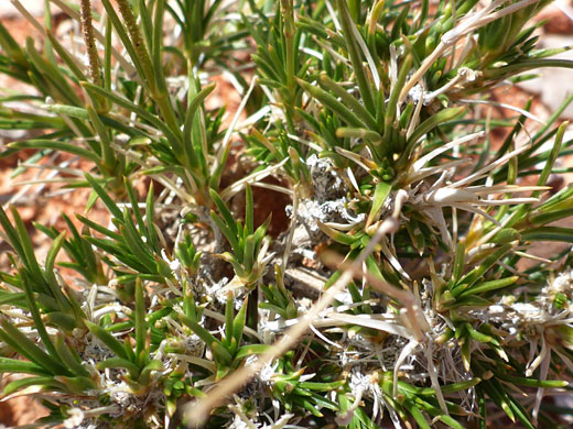 Clustered, linear leaves