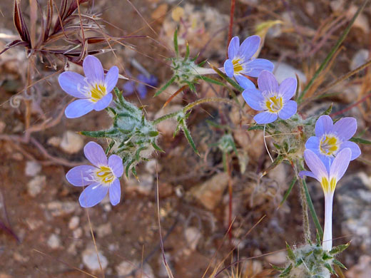 Six flowers