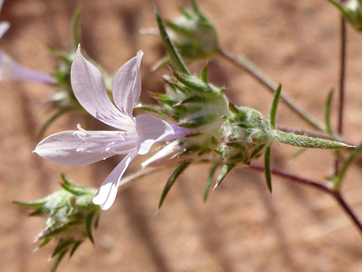 Pale pink fllower