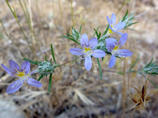 Four flowers