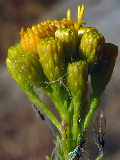 Golden-Fleece; Golden-fleece (ericameria arborescens), Marble Falls Trail, Sequoia National Park, California