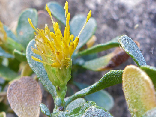 Wedgeleaf Goldenbush