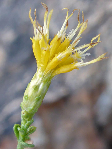 Slender involucre