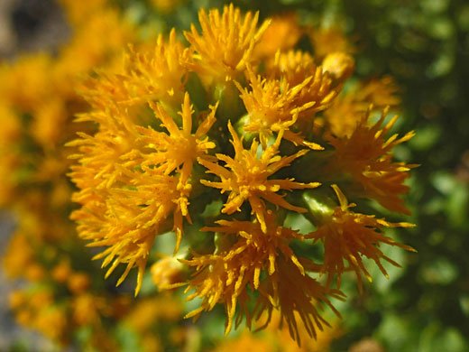 Spherical inflorescence