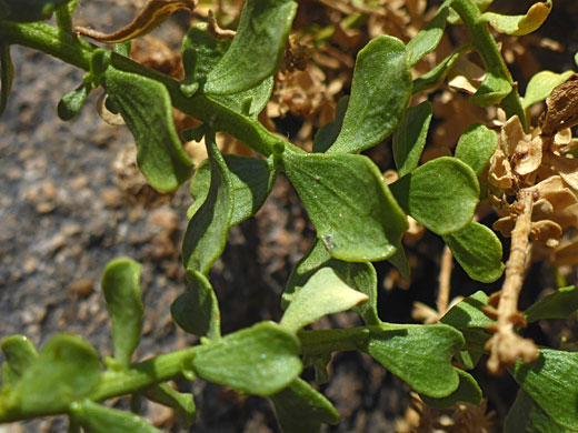 Gland-dotted leaves