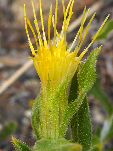 Yellow flowerhead