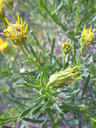 Upper stem leaves