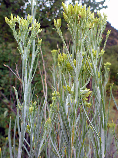 Group of stems