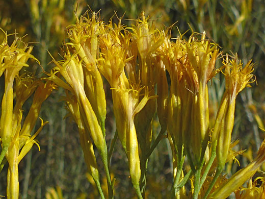 Rubber Rabbitbrush; Ericameria nauseosa, Yosemite National Park, California 