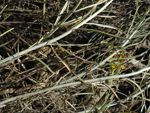 Pale-colored stems