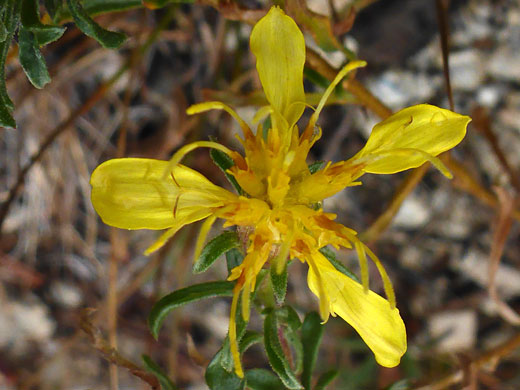 Singlehead Goldenbush; Singlehead goldenbush (ericameria suffruticosa), Ruby Lake Trail, California