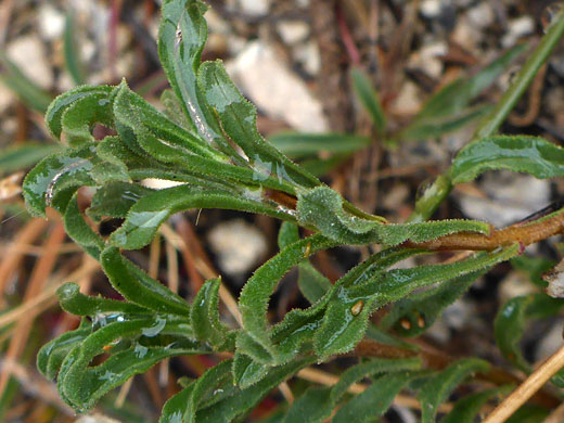 Singlehead Goldenbush