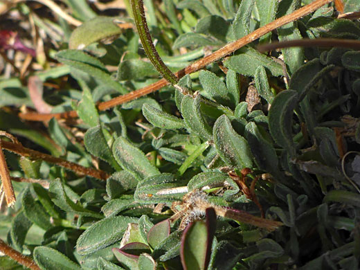 Strigose leaves