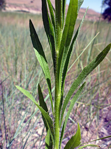 Upwards-pointing leaves